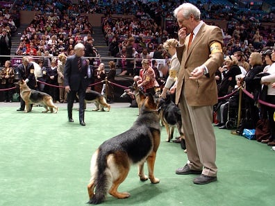 Westminster Kennel Club Dog Show