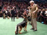 Westminster Kennel Club Dog Show image